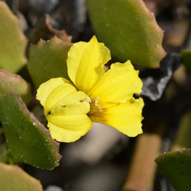 Goodenia affinis - Silver Goodenia