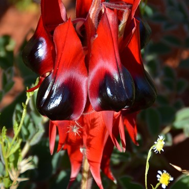 Swainsona formosa - Common name Sturts Desert Pea