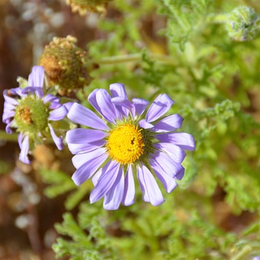 Erodiophyllum elderi - Hard-heads