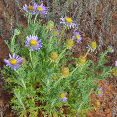 Erodiophyllum elderi - Hard-heads