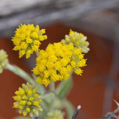 Helipterum charsleyae - Charsley Daisy