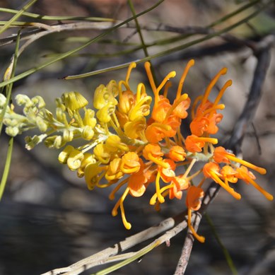 Grevillea juncifolia - Desert grevillea