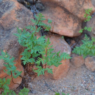 Cheilanthes austrotenufolia - Rockfern