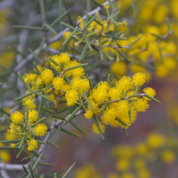Acacia tetragonophylla - Dead Finish