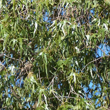 Brachychiton gregorii - Desert Kurrajong