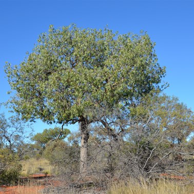 Brachychiton gregorii - Desert Kurrajong