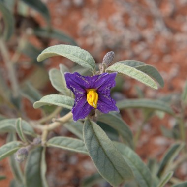 Solanum quadriloculatum - Wild Tomato