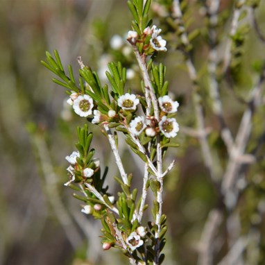 Aluta maisonneuvei - Desert Heath Myrtle