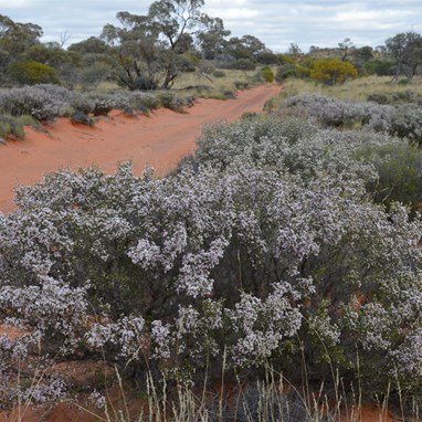 Aluta maisonneuvei - Desert Heath Myrtle
