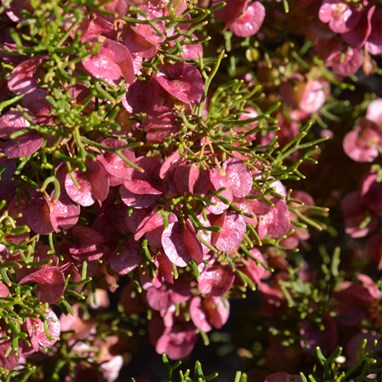 Dodonaea stenozyga - Desert Hop-Bush