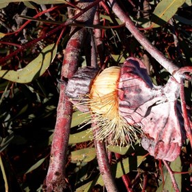 Eucalyptus bud opening.