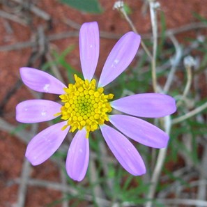 A typical daisy flowerhead made up of many smaller individual flowers