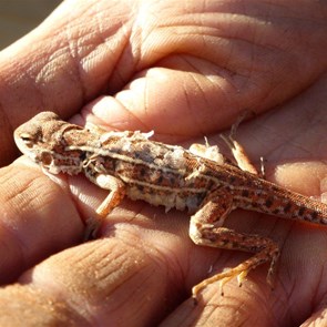 Central Military Dragon - 2014