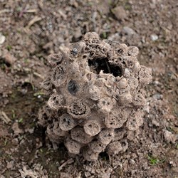 weird dried mud formations on the lakes edge
