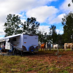 cattle investigating our campsite