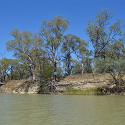 On the Murray at Hogwash Bend