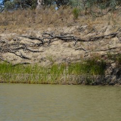 Higher water level mark of the banks of the Murray