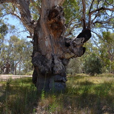This large River Red Gum must be hundreds of years old