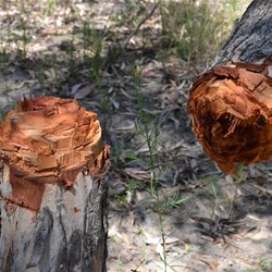 I only wish we could have caught the person that did this