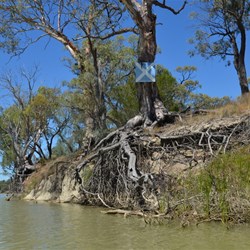 On the Murray at Hogwash Bend