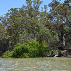 On the Murray at Hogwash Bend