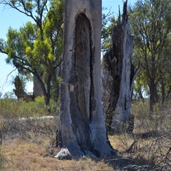 Aboriginal Canoe Blaze tree near Ramco Point