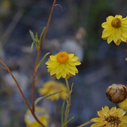It does not matter what time of the year it is, wildflowers can always be found