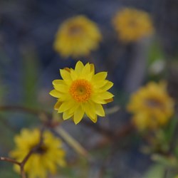 Xerochrysum bracteatum - Golden Everlastings at Hogwash Bend