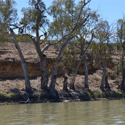 On the Murray at Hogwash Bend