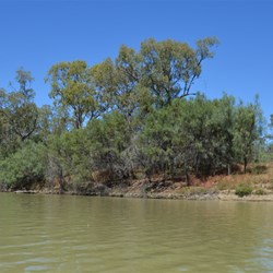 On the Murray at Hogwash Bend