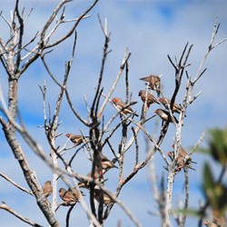 Outback tell-tales - Zebra finmch.