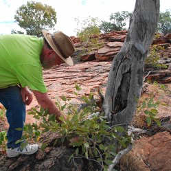 Dick and the Tarn blaze tree (Tietkens or Horn Expedition)