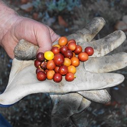Native figs....good tucker