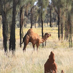 Camel deep in the Desert Oak groves