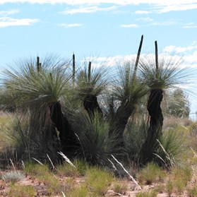 Xanthorrhoea