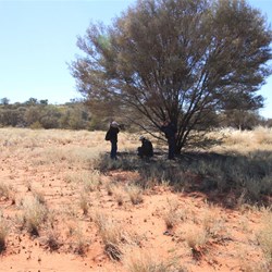 Mulga tree and grindstone beneath