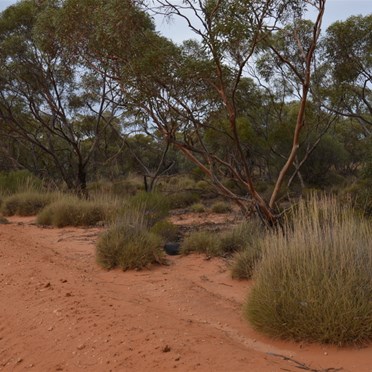 Ever changing scenery after Lake Victoria