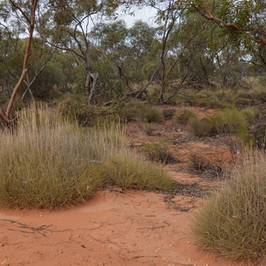 Ever changing scenery after Lake Victoria