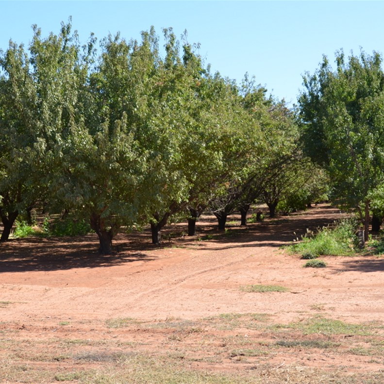 There are hundreds of acres of Almond trees in very neat rows