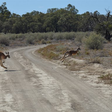 You had to be very careful not to hit the roos