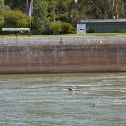 Lock 8 from the Southern side of the Murray