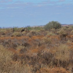 The Emu's would not stop running until they were well off the road