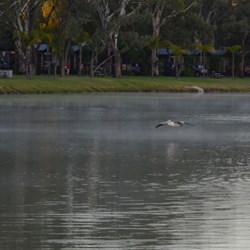 Early morning mist on the Murray before we get going