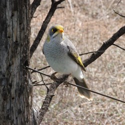 Gibber Bird In Wilpena Pound 
