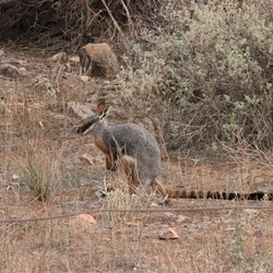 Yellow Footed Rock wallaby