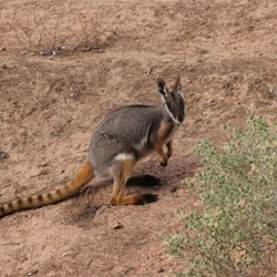 Yellow Footed Rock Wallaby
