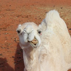 Camel Kings Creek Station, looks like a relative in England!