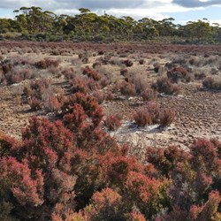 plants near 10 Mile rocks camp