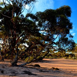 Nundroo yalata rest area.
