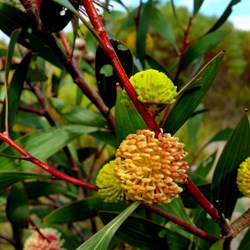 pincushion hakea 